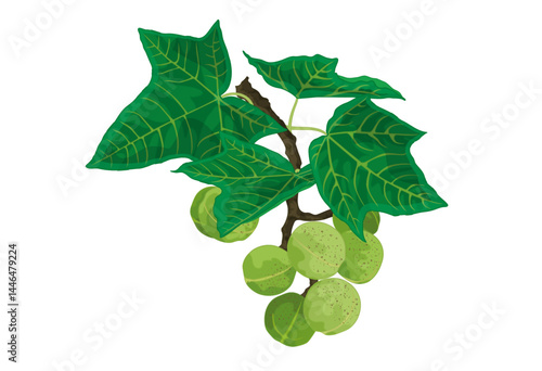 KuKui Tree Nut