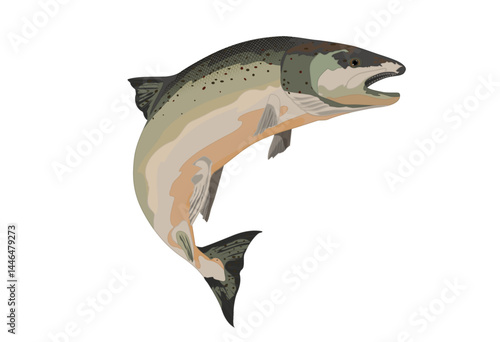 Rainbow Trout
