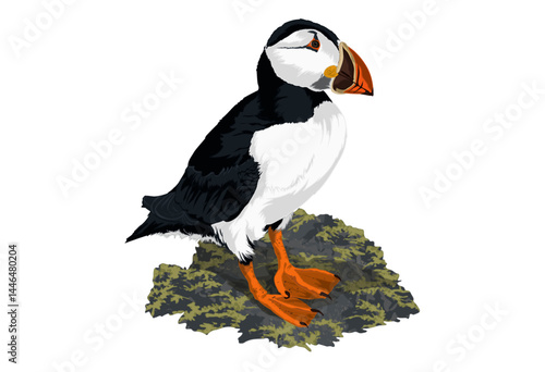 Puffin