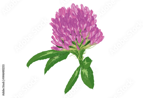 Red Clover
