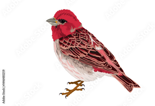 Purple Finch