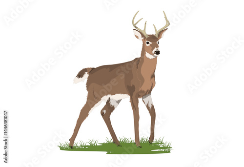 White Tailed Deer