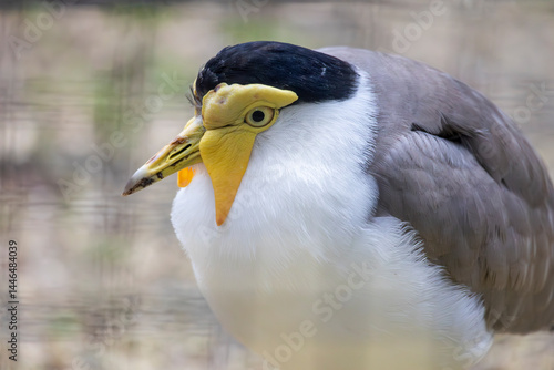 Wallpaper Mural masked lapwing (Vanellus miles) Torontodigital.ca