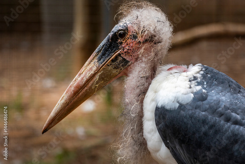 Tableau sur toile marabou stork (Leptoptilos crumenifer)