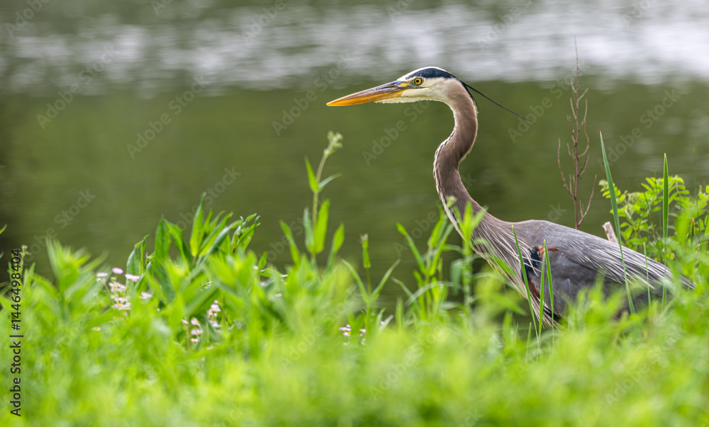 Fototapeta premium Great blue heron standing on the shore of a lake.