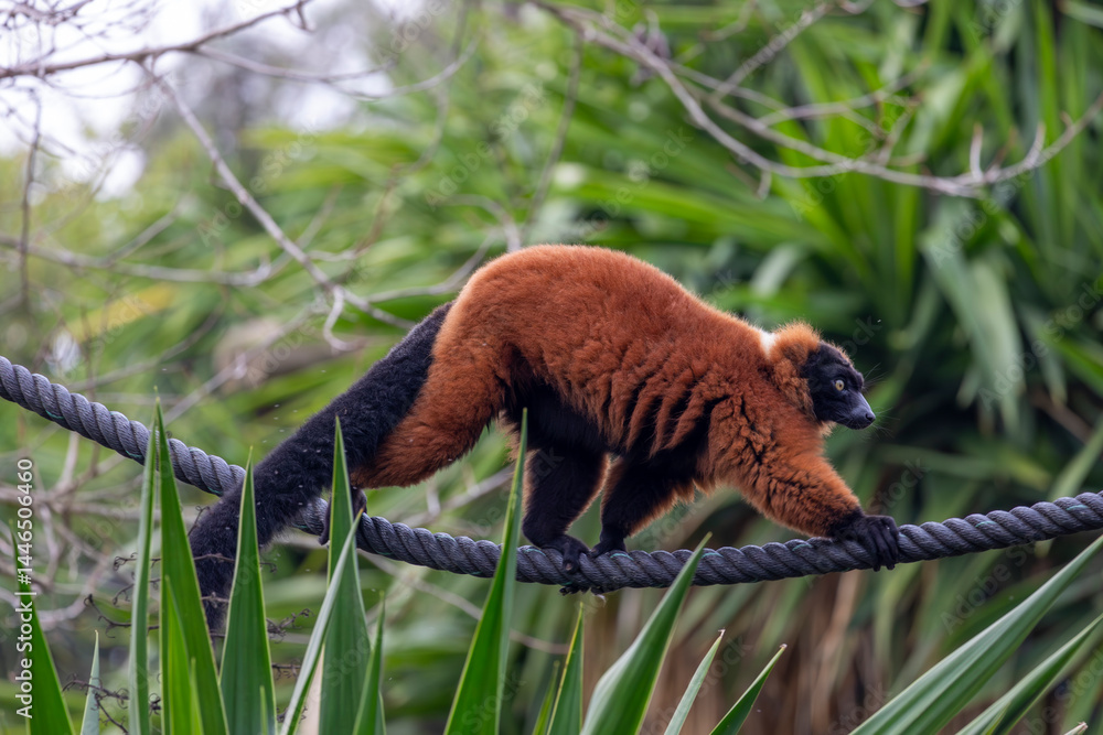 Fototapeta premium red ruffed lemur (Varecia rubra)