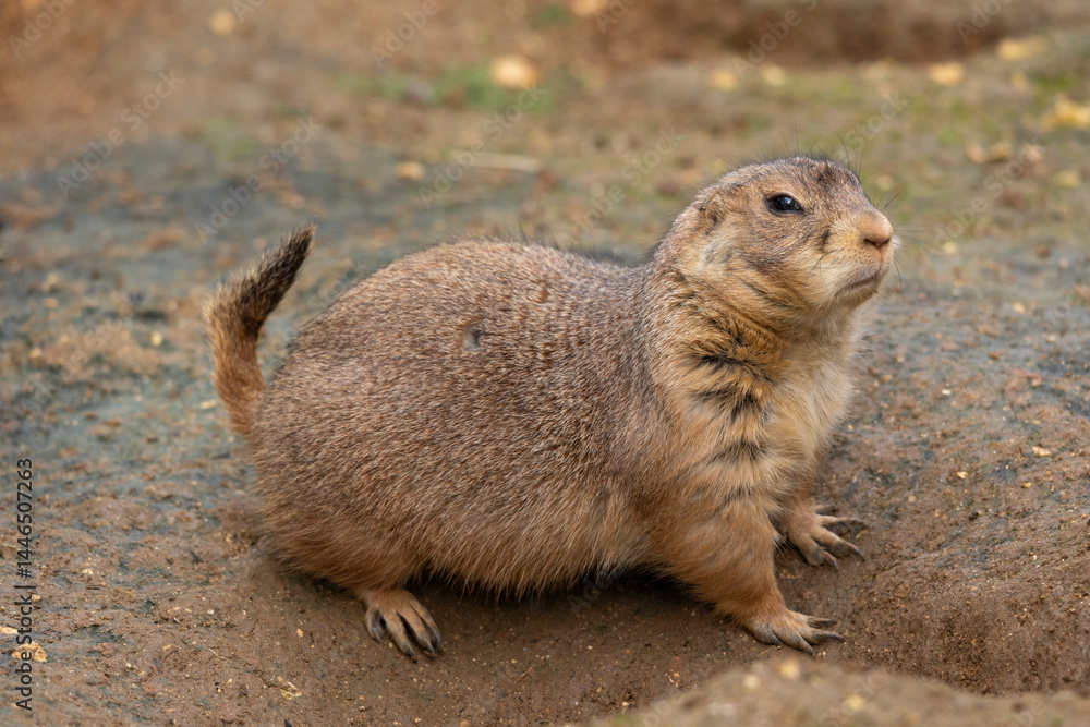 Mexican prairie dog (Cynomys mexicanus) Mexican prairie dog (Cynomys mexicanus)