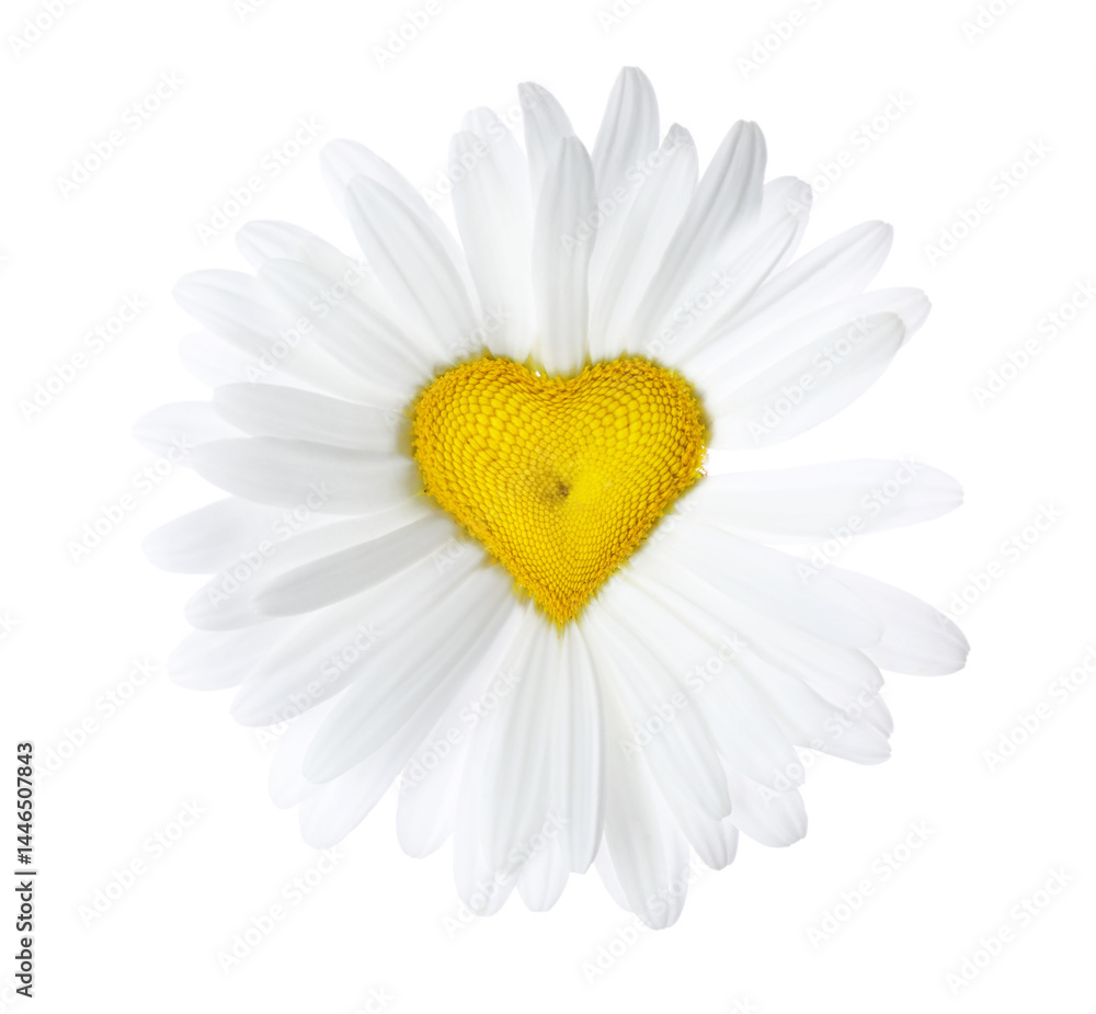 Obraz premium Chamomile flower with heart-shaped center on white background