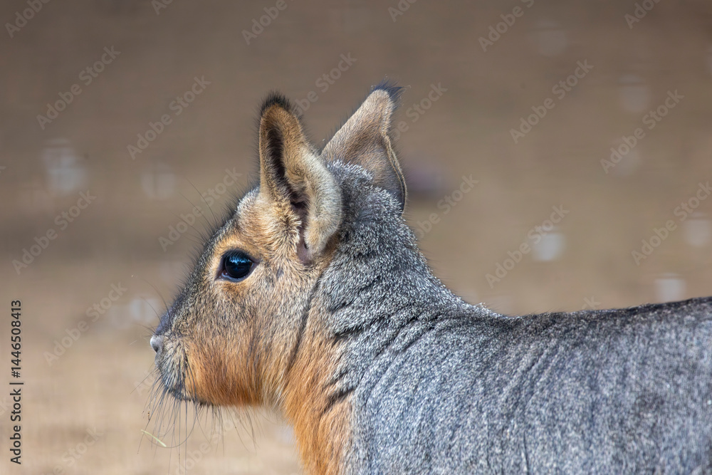 Fototapeta premium Patagonian mara (Dolichotis patagonum)