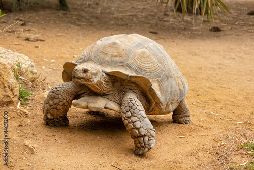 African spurred tortoise (Centrochelys sulcata)