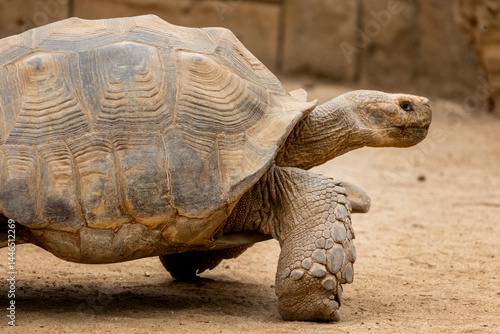 African spurred tortoise (Centrochelys sulcata)