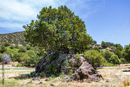 Juniper growing from ancient lava mound at Capulin Volcano National Monument.