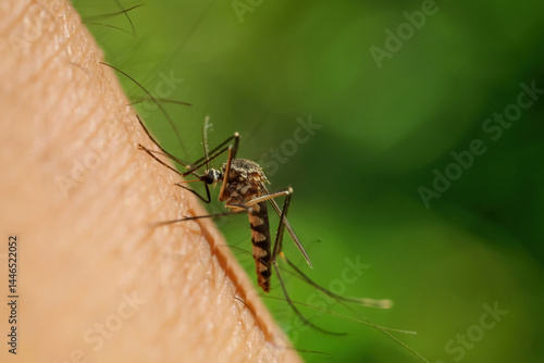 Tableau sur toile Close up Of A Insect Feeding On Human Skin Outdoors
