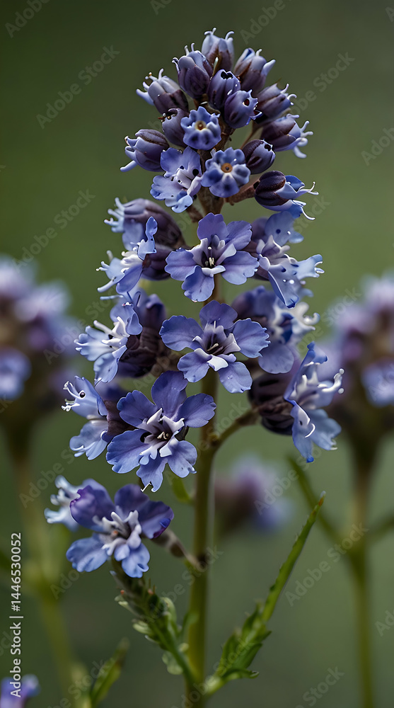 Obraz premium Delicate Blue Vervain