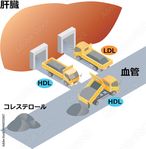 悪玉コレステロールと善玉コレステロール