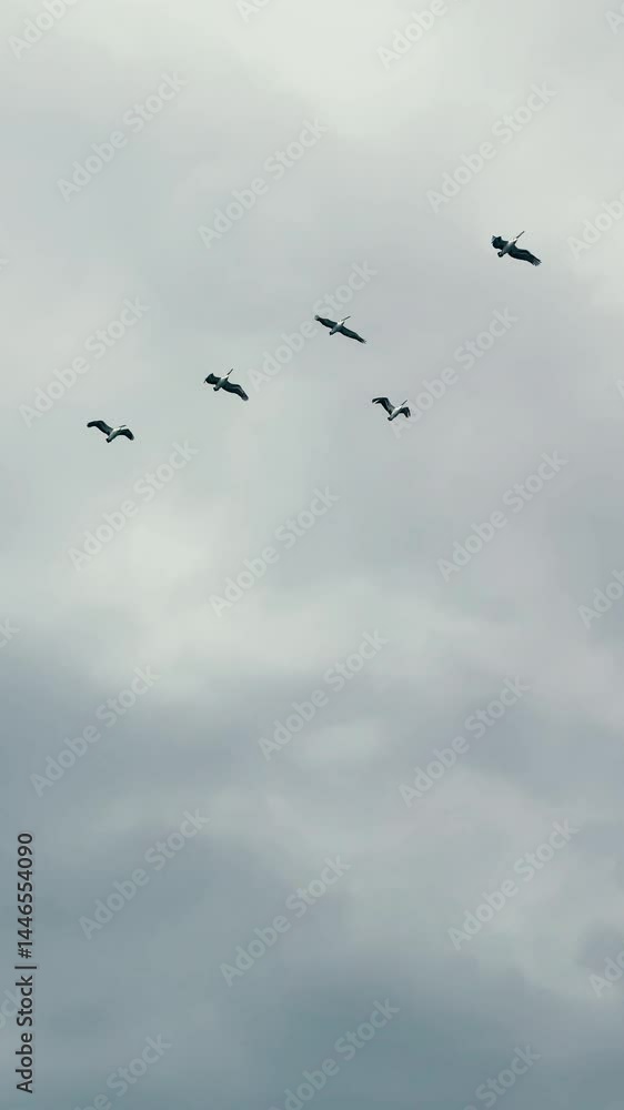 A squadron of pelicans soaring across a cloud-filled moody sky. Captured in portrait orientation from below. A squadron of pelicans soaring across a cloud-filled moody sky. Captured in portrait orientation from below.