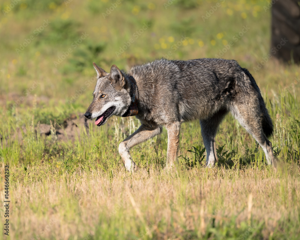 Fototapeta premium Red Wolf