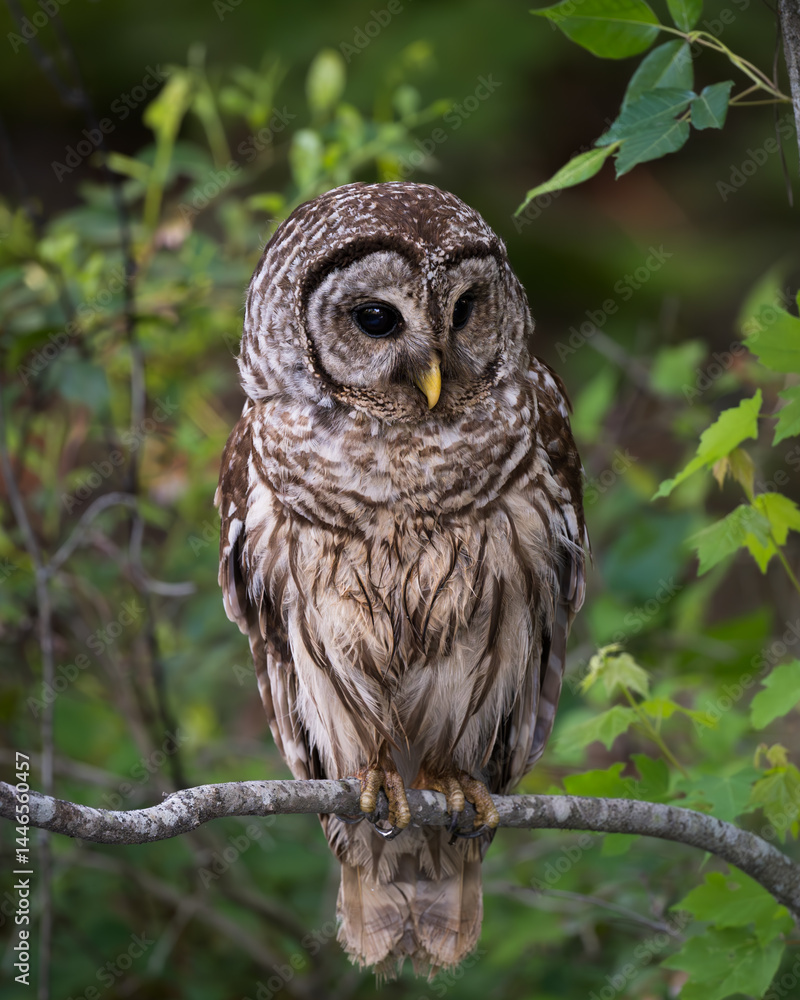 Barred Owl Barred Owl