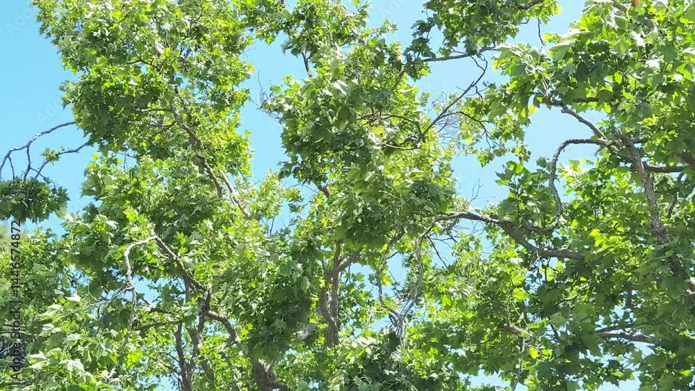 Sycamore tree foliage moving in the wind Sycamore tree foliage moving in the wind