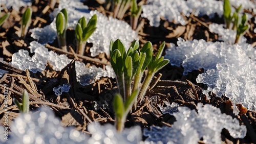 Green sprouts emerging through winter's fading snow, revealing delicate renewal of life against pristine white landscape, signaling spring's gentle awakening and natural resilience