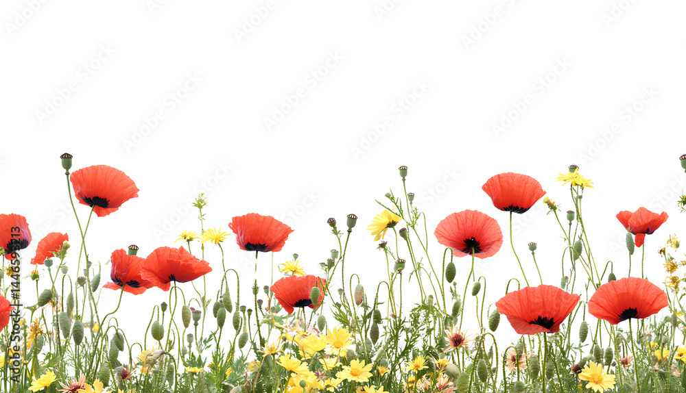 Obraz premium Transparent background with a poppy flower border on the right side, white space in the center of the picture, in PNG style and forma