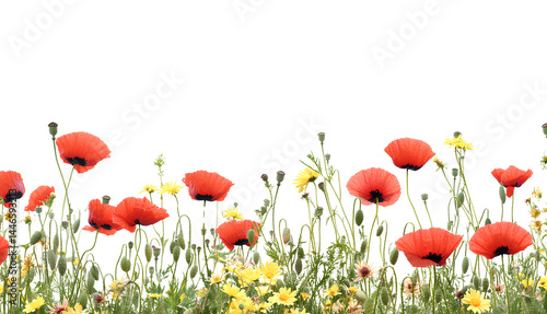 Transparent background with a poppy flower border on the right side, white space in the center of the picture, in PNG style and forma