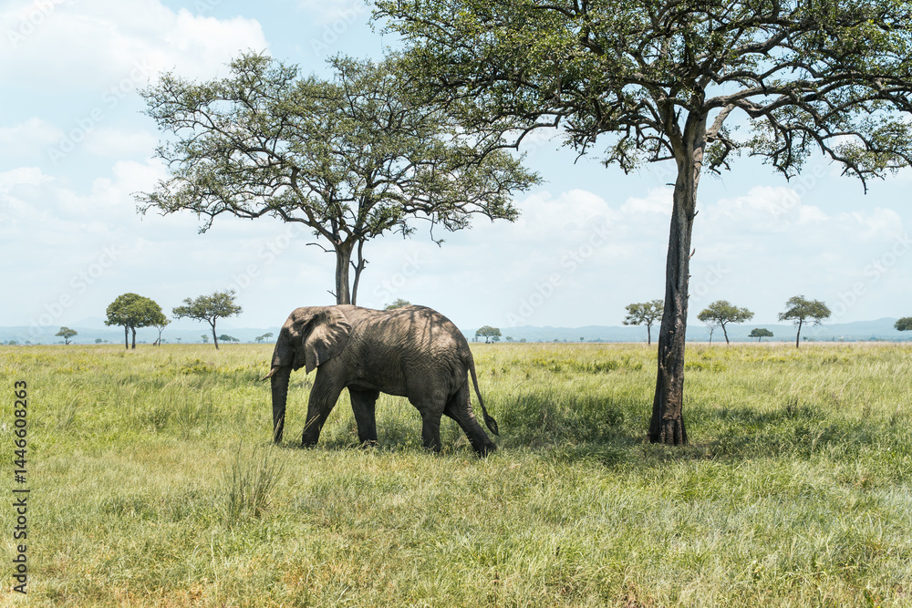 Peaceful scene of an African elephant walking slowly across tall green grasses, highlighting the calm beauty of wildlife in its natural habitat.