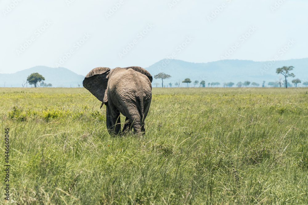 Elephant Walking Into the Tanzanian Savanna