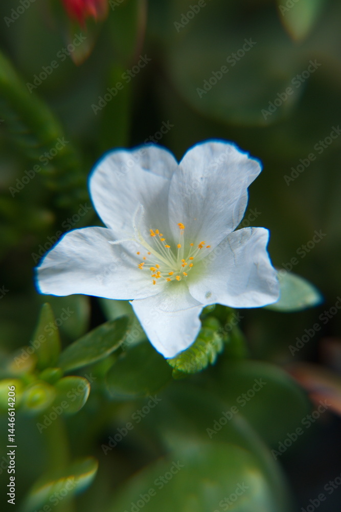 White flower ofCommon purslane (Portulaca oleracea), spanish verdolaga, ornamental and edible plant, Portulaca, the purslanes White flower ofCommon purslane (Portulaca oleracea), spanish verdolaga, ornamental and edible plant, Portulaca, the purslanes