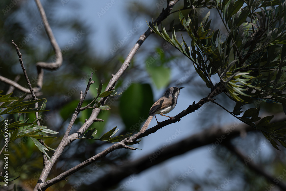 Obraz premium A small Grey breasted Prinia perches delicately on a slender, bare branch against a soft, blurred backdrop of pale blue sky and muted green foliage.