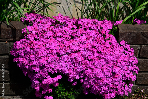 芝桜（Phlox subulata）