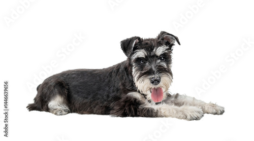 Black and white miniature schnauzer lying with tongue hanging out isolated