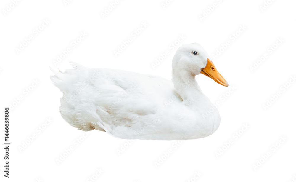 The white goose lying isolated The white goose lying isolated