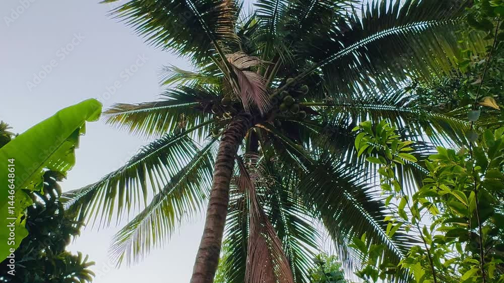 Swaying Coconut Plant Leaves and Branches Creating a Tropical and Peaceful Natural Scene Swaying Coconut Plant Leaves and Branches Creating a Tropical and Peaceful Natural Scene