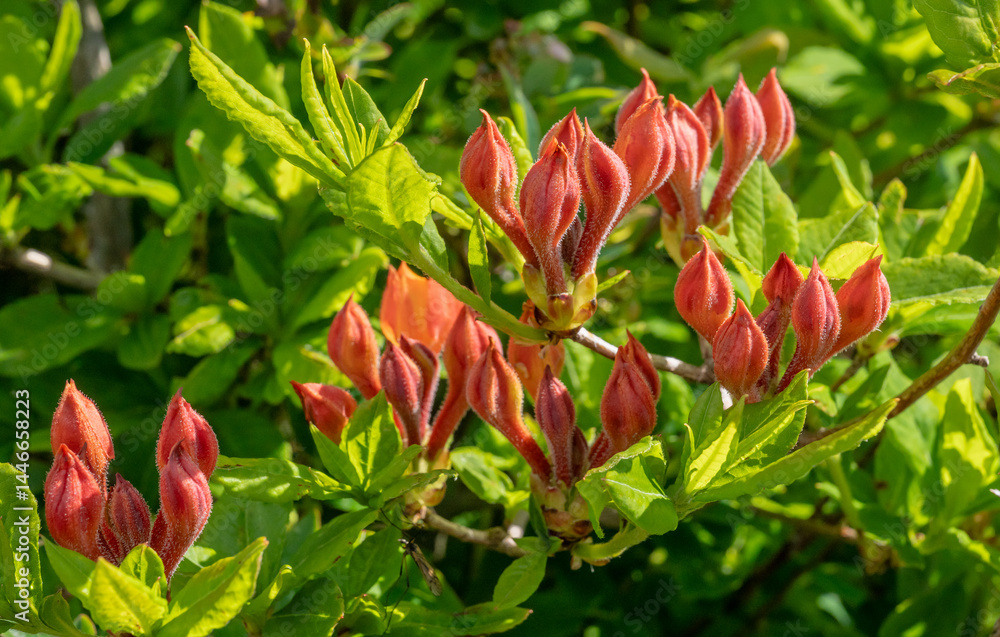 Orange Buds Of Flame Azalea Ready To Pop Open In Spring Orange Buds Of Flame Azalea Ready To Pop Open In Spring