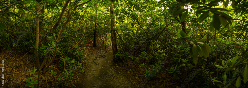 Panorama Of Thick Forest In Rhododendron Grove