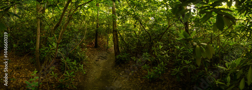 Obraz na płótnie Panorama Of Thick Forest In Rhododendron Grove w salonie