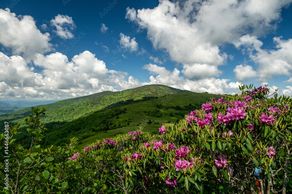 Pink Rhododendron Bloom On Jane Bald With Round Bald In The Distance