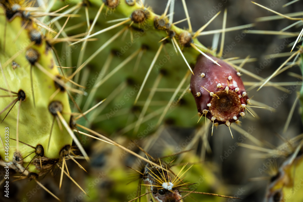 Prickly Pear Cactus Tuna Grows Deep Red In Fall