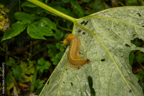 Obraz na płótnie Large Banana Slug Crawls Across The Back Side Of Wet Leaf w salonie