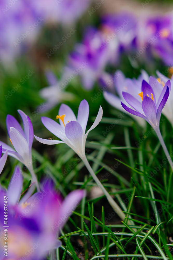 A vibrant close-up of blooming purple crocuses in a lush green meadow, capturing the essence of springtime beauty and renewal. A vibrant close-up of blooming purple crocuses in a lush green meadow, capturing the essence of springtime beauty and renewal.