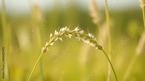 Ear of blooming timothy grass close up shooting in the meadow spring. Phleum.