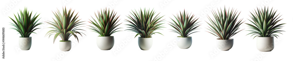 Fototapeta premium Diverse spiky potted plants in row
