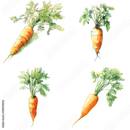 Hand-painted watercolor illustrations of carrots with green leaves. Great for farm produce, organic food packaging, and healthy lifestyle designs.

