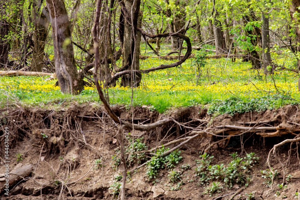 Fototapeta premium Lesser Celadine Seen From the Bluebell Trail, Three Creeks Metro Park, Columbus, Ohio