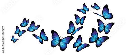 Blue Morpho Butterflies in Flight White Background