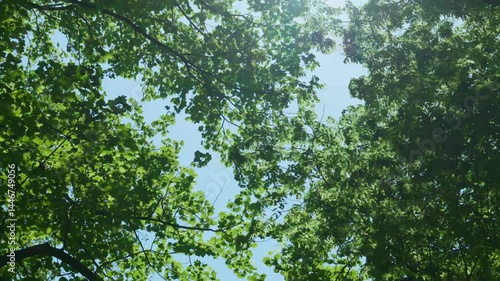 風に揺れる木の葉
