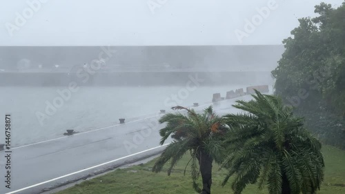 Tropical Trees Thrashing In Powerful Hurricane Wind And Sheets Of Rain - Haikui