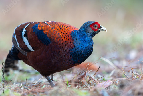 Mrs. Hume's Phesant in the North  of Thailand