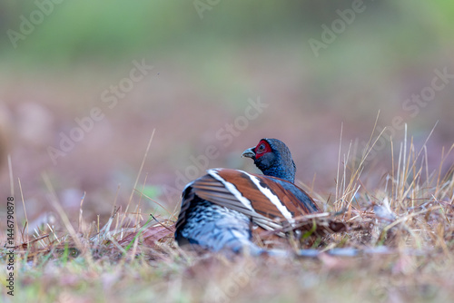 Mrs. Hume's Phesant in the North  of Thailand
